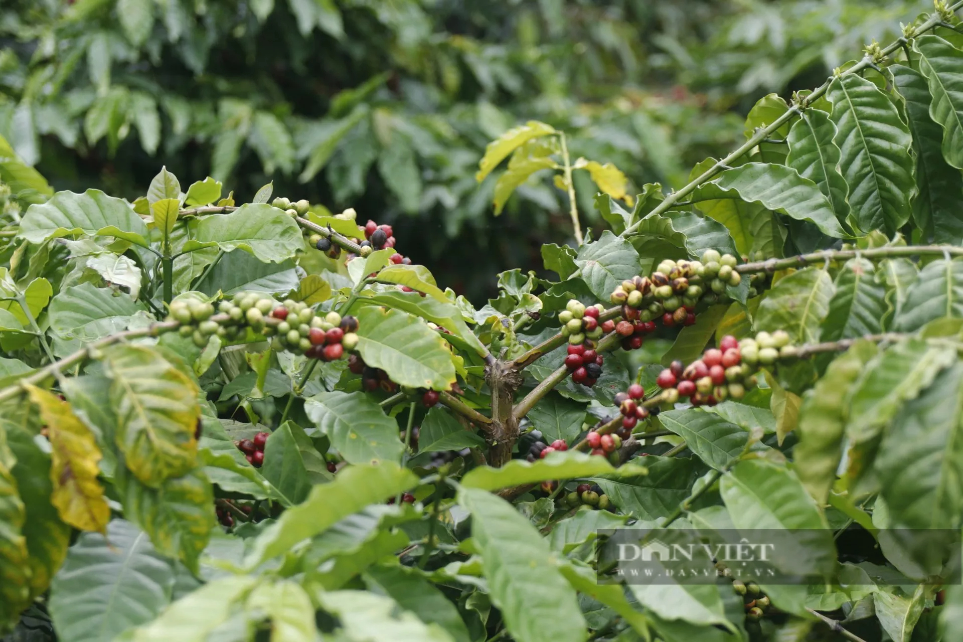 &quot;Săn&quot; nhân công thu hái cà phê - cảnh tượng không còn hiếm thấy ở các tỉnh Tây Nguyên - Ảnh 2.