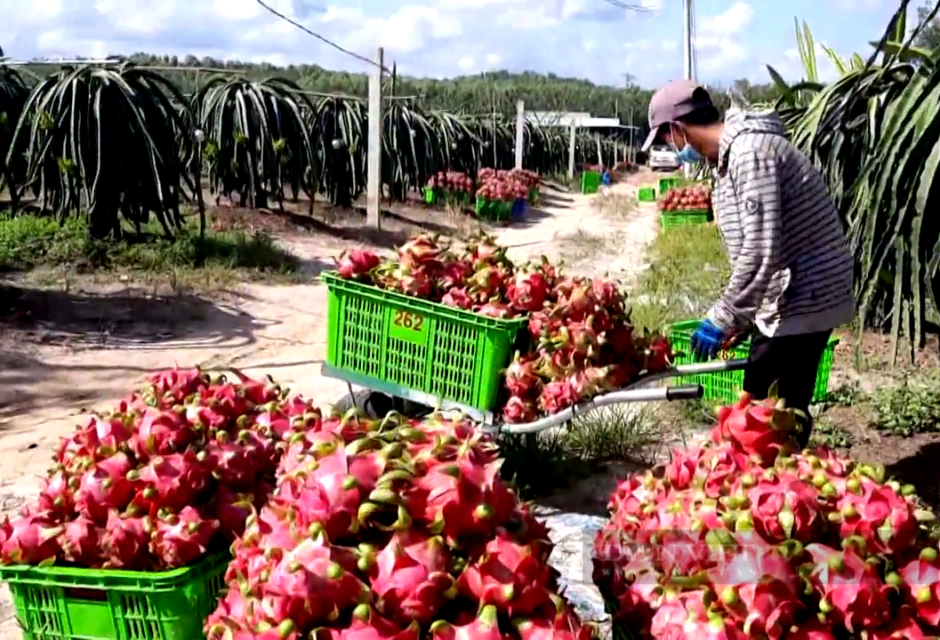 Đồng Nai: Cho thanh long “ăn” trứng gà, mật ong, sữa tươi, ông nông dân muốn đưa quả này sang Nhật - Ảnh 4.