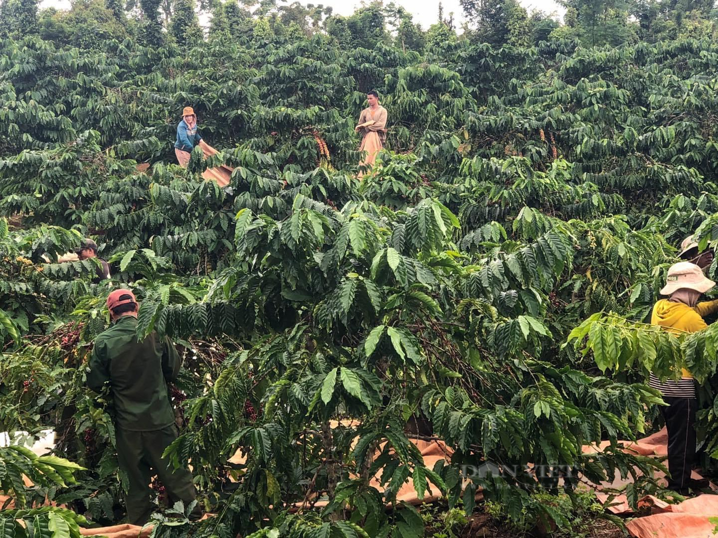 &quot;Săn&quot; nhân công thu hái cà phê - cảnh tượng không còn hiếm thấy ở các tỉnh Tây Nguyên - Ảnh 3.