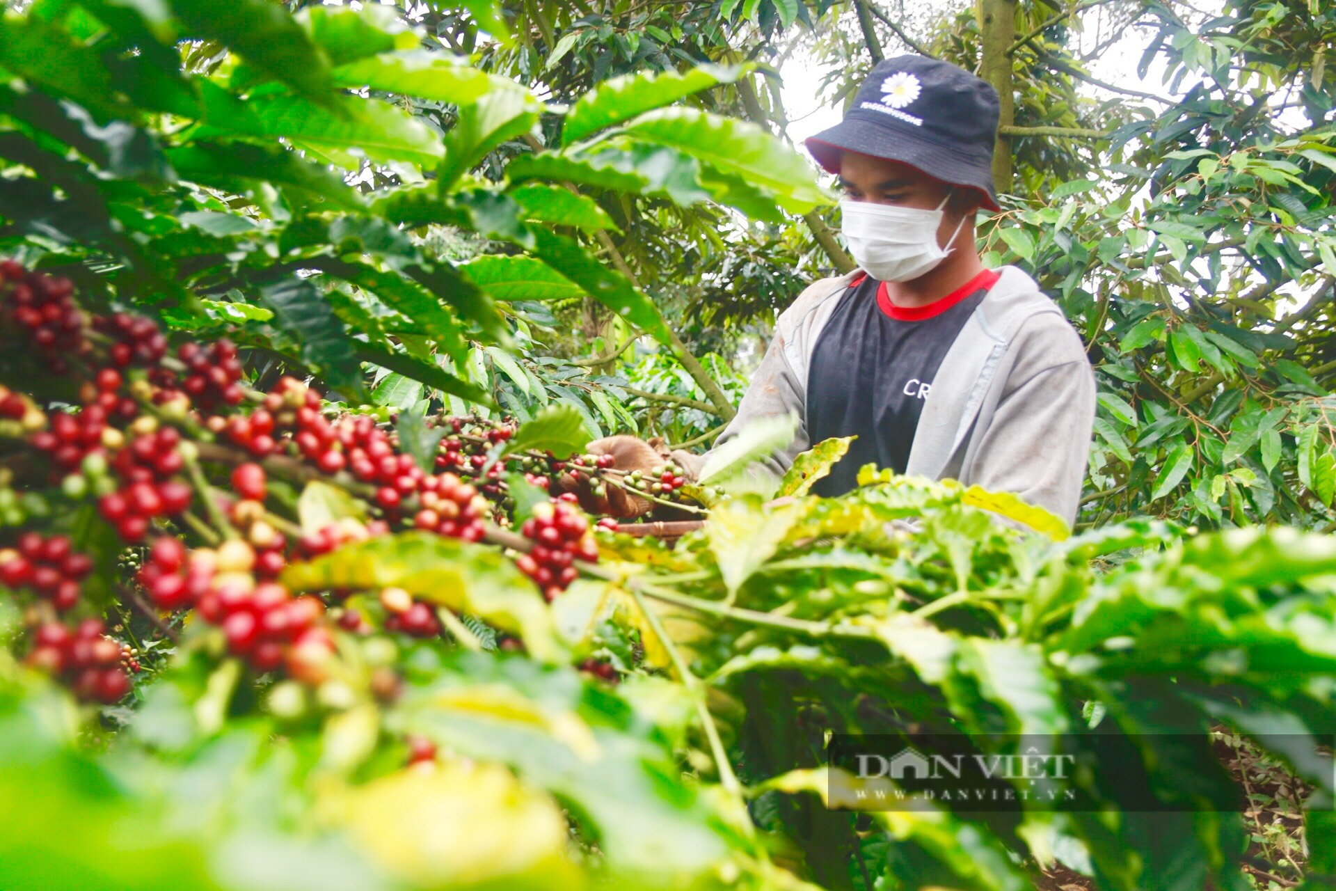 &quot;Săn&quot; nhân công thu hái cà phê - cảnh tượng không còn hiếm thấy ở các tỉnh Tây Nguyên - Ảnh 1.