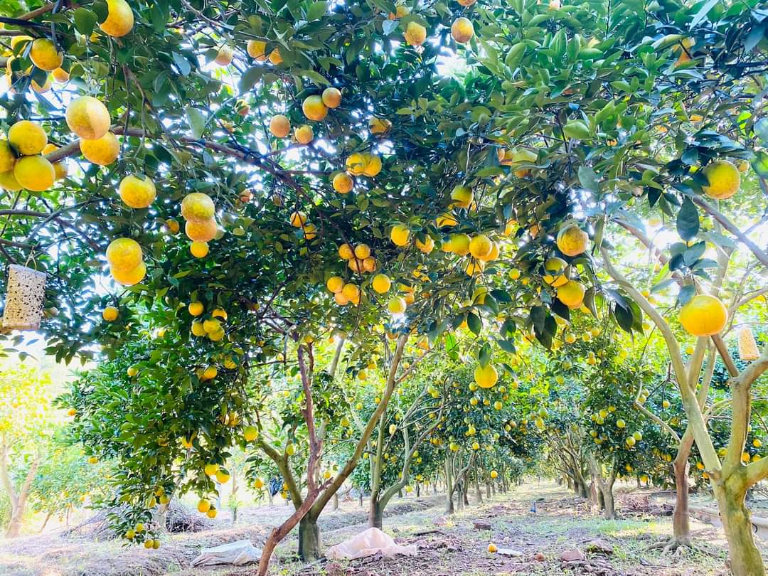 Bắc Giang: Phát triển du lịch từ... những vườn cây ăn quả lớn - Ảnh 2.