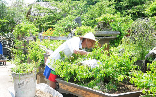Cả làng trồng cây cảnh, từ cây bình dân tới cây đắt tiền mà nên danh làng du lịch của thủ đô Hà Nội