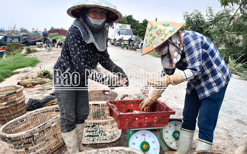 Nam Định: Thứ cá ngày xưa rẻ bèo, nay dân ra biển bắt bán đắt như tôm tươi, bao nhiêu lái cũng &quot;khuân sạch&quot;