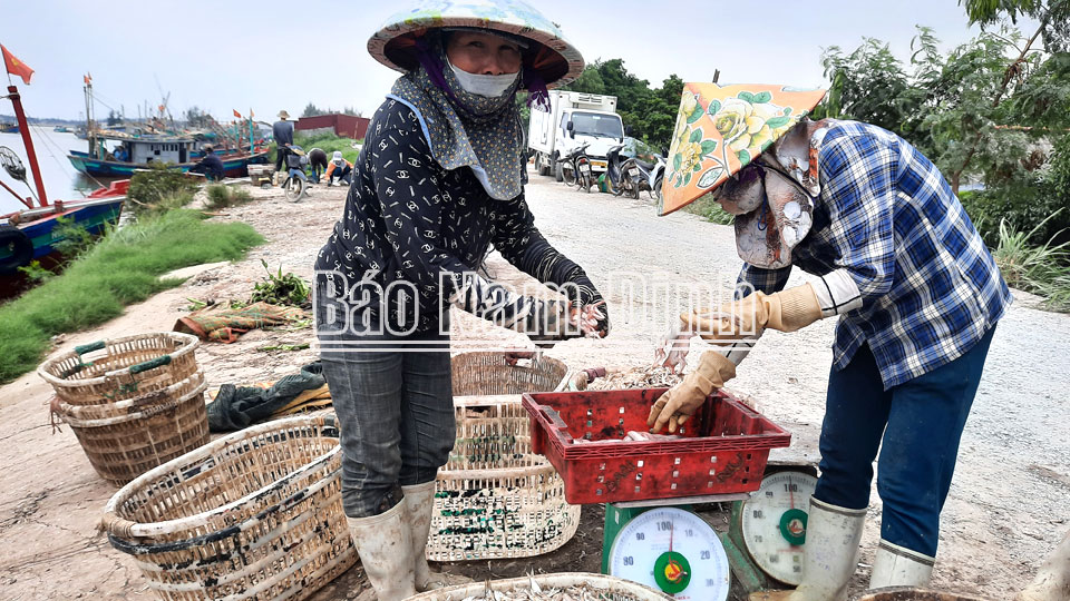 Nam Định: Thứ cá ngày xưa rẻ bèo, nay dân ra biển bắt bán đắt như tôm tươi, bao nhiêu lái cũng &quot;khuân sạch&quot; - Ảnh 1.