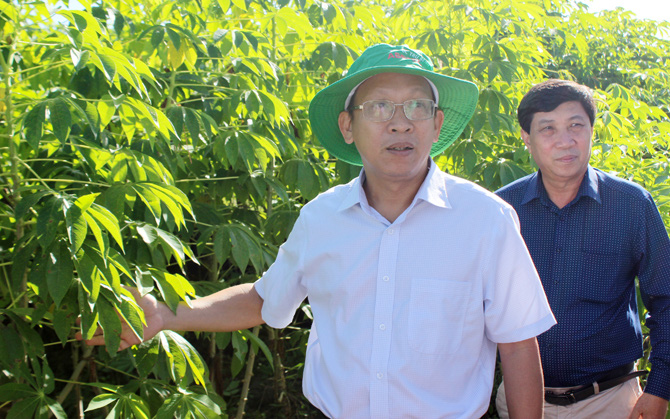 Tin vui: Tây Ninh có thêm 4 giống mì kháng được bệnh khảm lá 