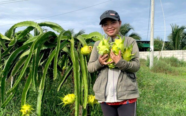 Bình Thuận: Trồng thanh long, măng tây xanh thích ứng với biến đổi khí hậu - Ảnh 1.