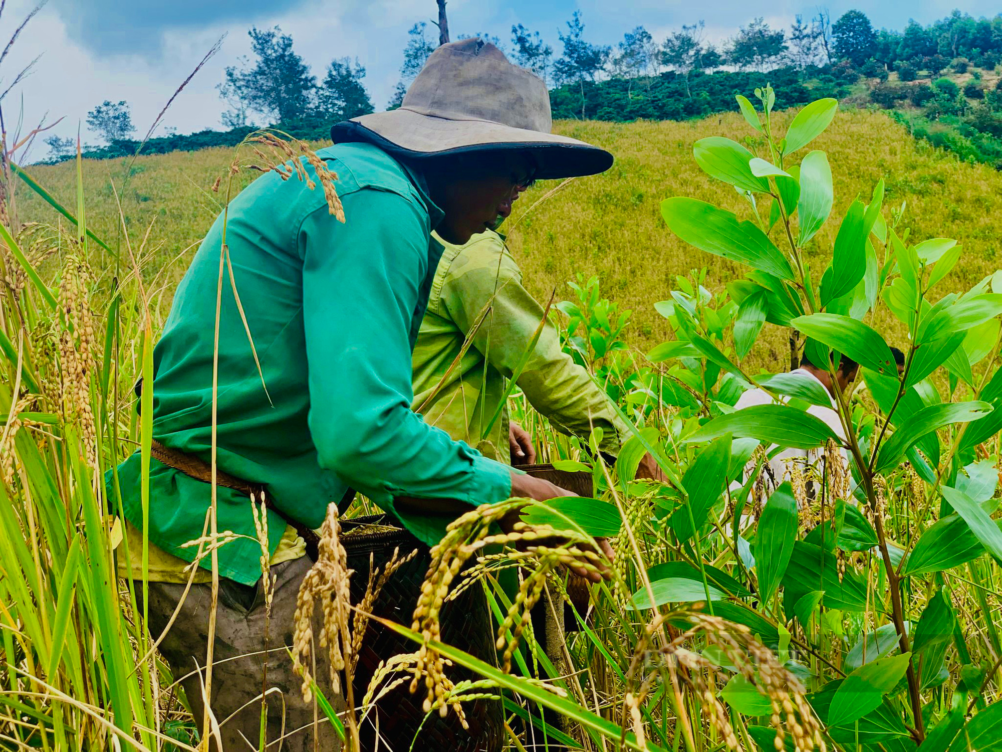 Đắk Lắk: Văn hoá lúa rẫy của người M’nông, cúng các vị thần linh trước khi thu hoạch lúa - Ảnh 3.