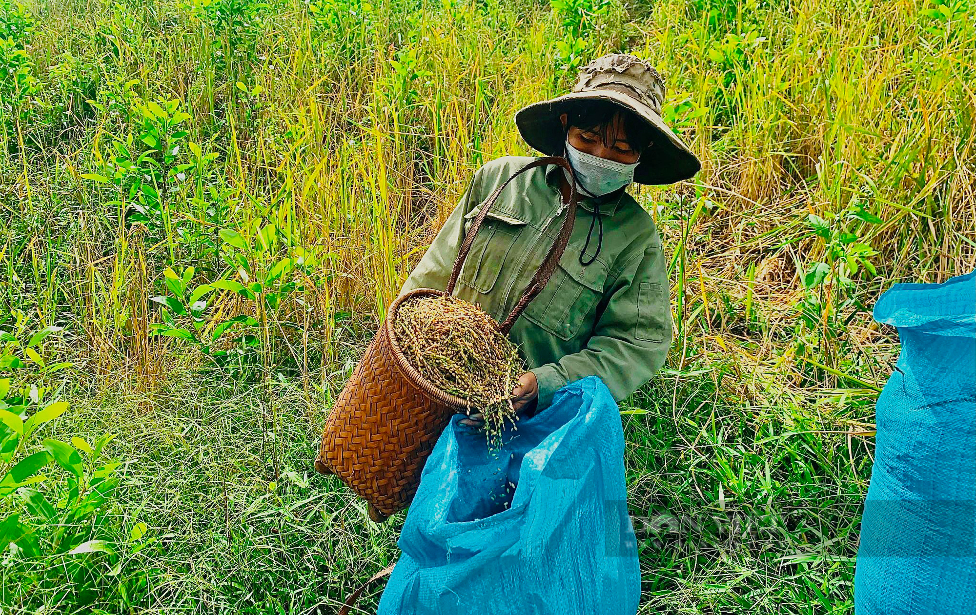 Đắk Lắk: Văn hoá lúa rẫy của người M’nông, cúng các vị thần linh trước khi thu hoạch lúa - Ảnh 2.