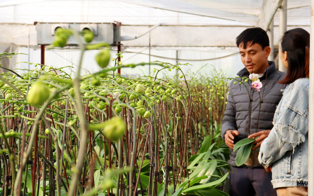 Trồng hoa lan hồ điệp bạt ngàn trong vườn nhà, một ông nông dân tỉnh Quảng Ninh "liều" mà thành tỷ phú
