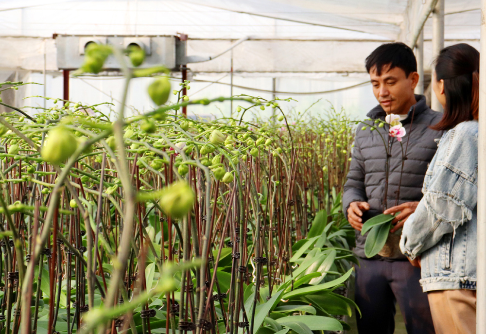 Trồng hoa lan hồ điệp bạt ngàn trong vườn nhà, một ông nông dân tỉnh Quảng Ninh &quot;liều&quot; mà thành tỷ phú - Ảnh 3.