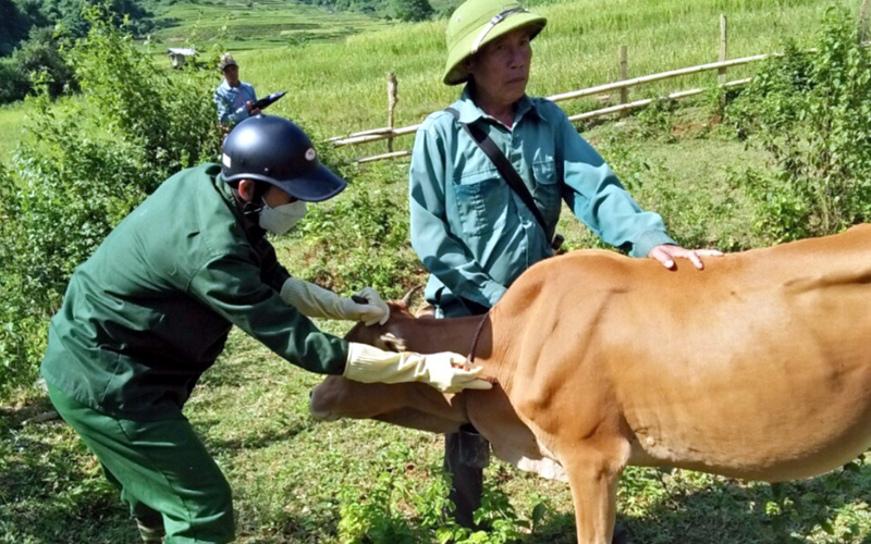 Nông thôn Tây Bắc: Phòng chống dịch bệnh gia súc ở Mường Chà