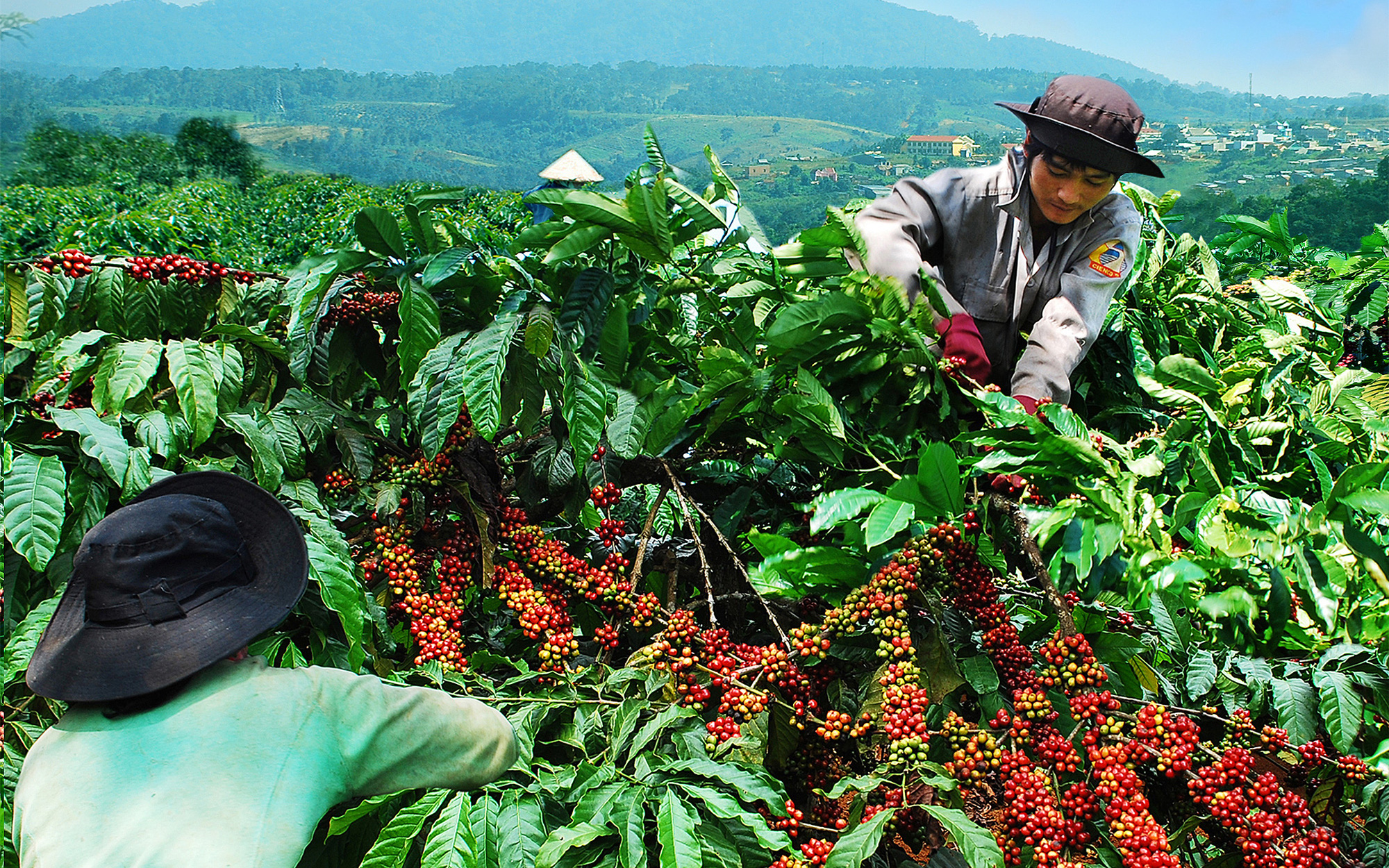 Vì sao giá cà phê tăng mạnh, nông dân Tây Nguyên vẫn lỗ &quot;sặc gạch&quot; (Bài 4): Hạt cà phê è cổ cõng chi phí!