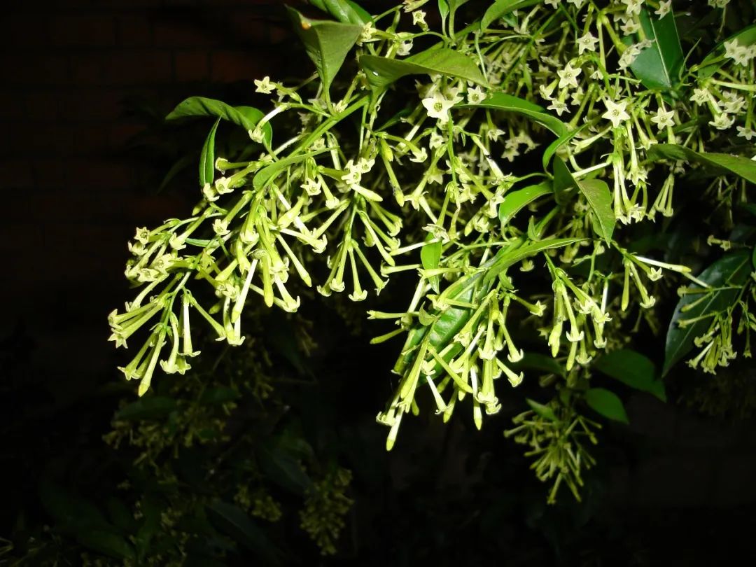 6 cây cảnh nở hoa thơm nức vào ban đêm, thích hợp trồng ở ban công - Ảnh 6.