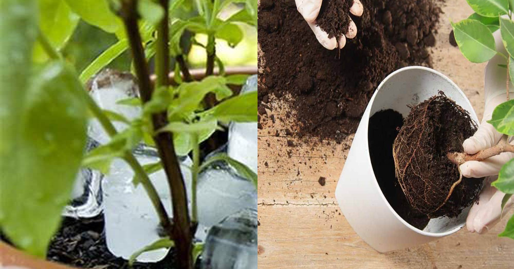 cách cứu cây sắp chết