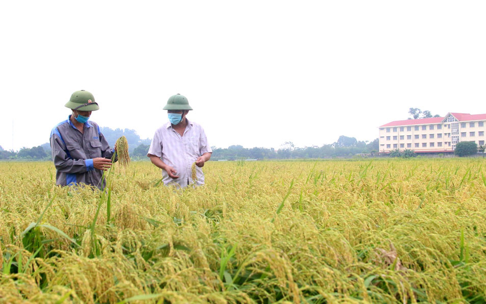 Bắc Ninh: Trồng lúa nếp đặc sản hạt tròn vo, trắng thơm, nông dân nơi này có thu nhập “khủng” 50 tỷ/năm