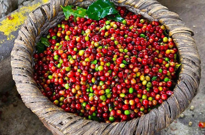 Giá nông sản hôm nay 19/11: Cà phê đảo chiều giảm mạnh; giá tiêu xuất khẩu khởi sắc - Ảnh 1.