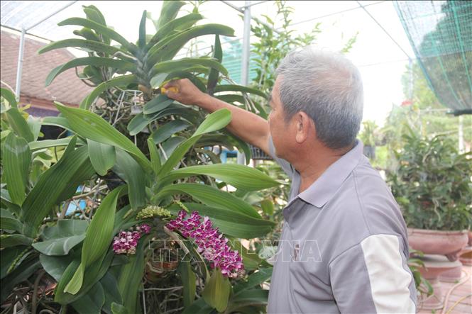 Bà Rịa-Vũng Tàu: Vùng đất hễ cứ nhà nào trồng lan rừng Ngọc Điểm, vòi hoa tuôn như suối là nhà đó giàu lên - Ảnh 4.