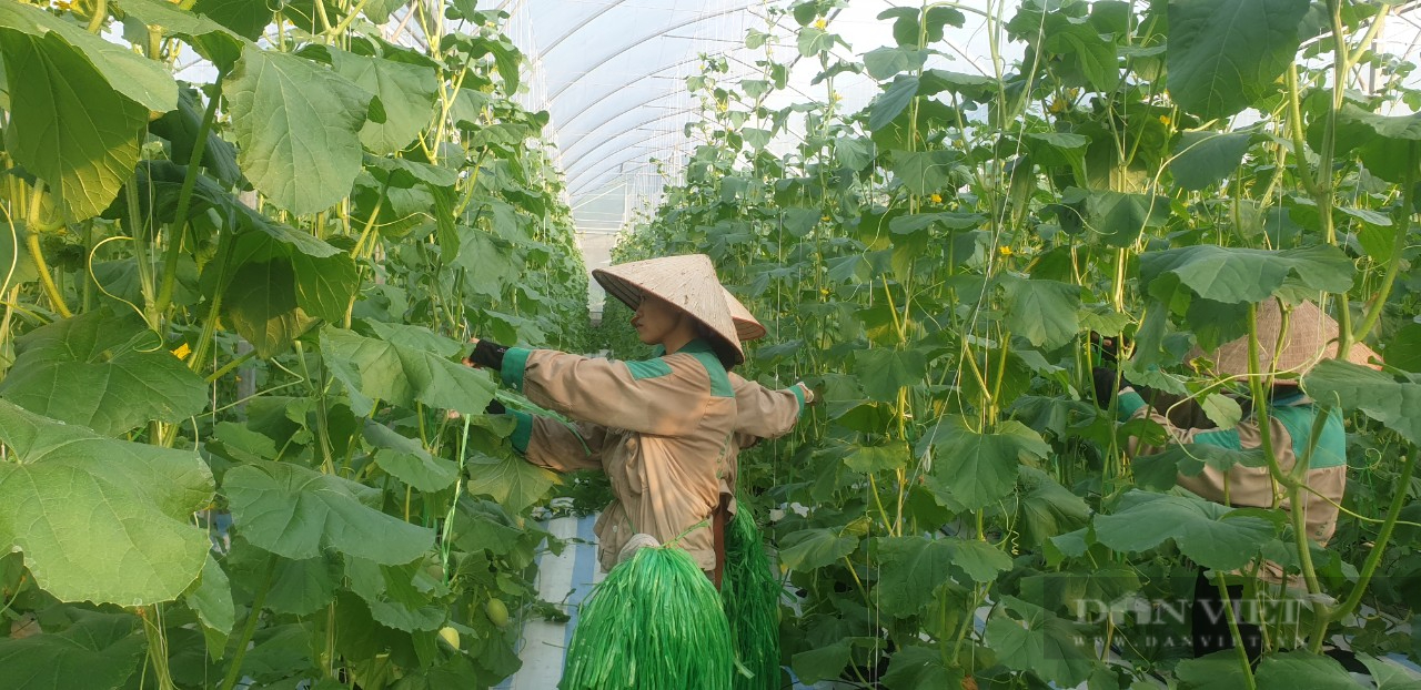 Tổng hợp với hơn 83 về mô hình nông nghiệp xanh ở quảng ninh hay nhất  Tin  học Đông Hòa