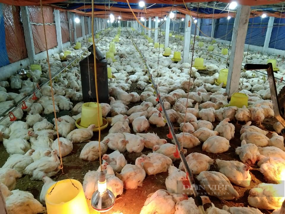 Giá gia cầm hôm nay 2/11: Giá gà trắng có biến động, cách diệt mầm bệnh trong môi trường chăn nuôi  - Ảnh 1.
