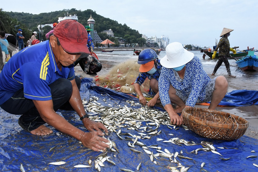 Vũng Tàu: Vào mùa, dân hò nhau ra biển, kéo lưới lên nhặt mỏi tay thứ cá ngon này - Ảnh 1.