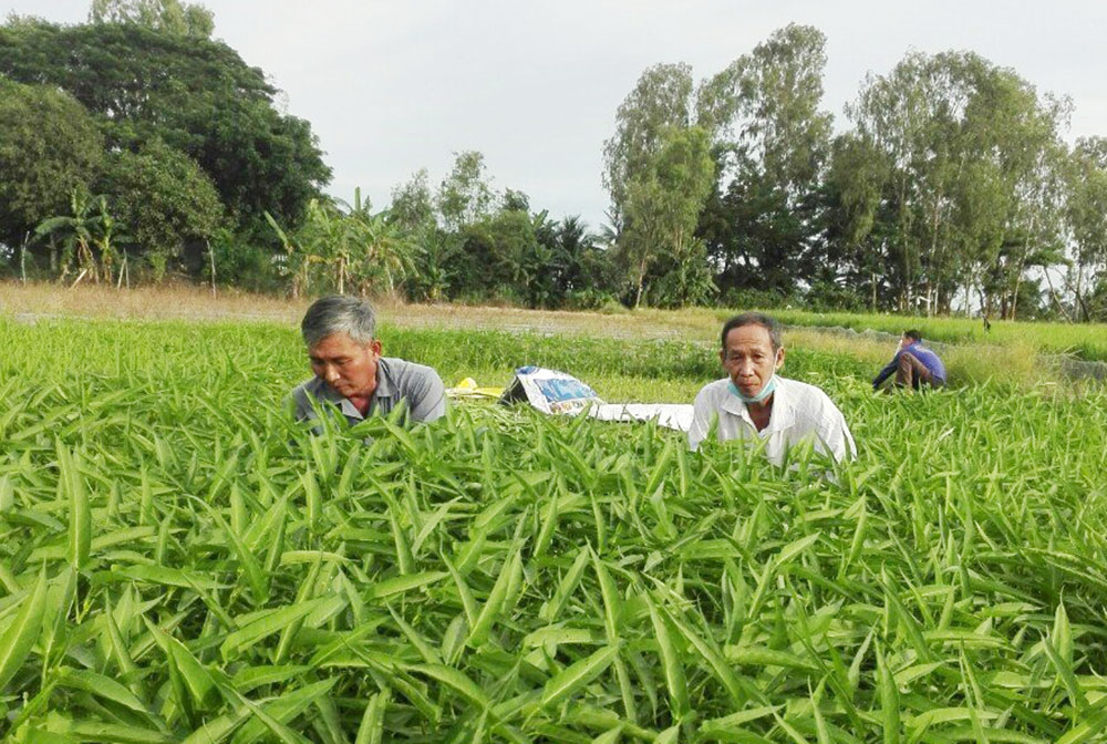 An Giang: Nông dân Phú Tân trồng rau sạch xanh mướt tặng khu cách ly, khu phong tỏa - Ảnh 1.