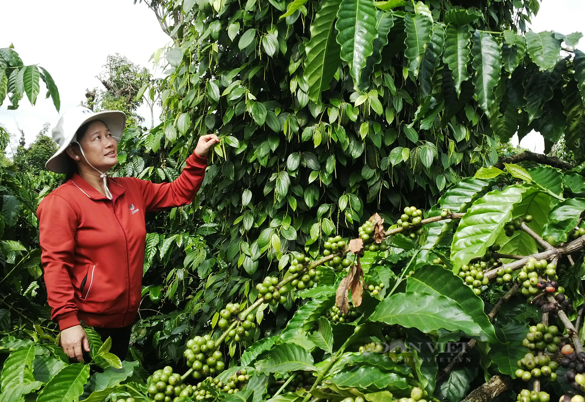Giá cà phê tăng, nông dân kêu lỗ: Phân tích từ ngành nông nghiệp - Ảnh 3.