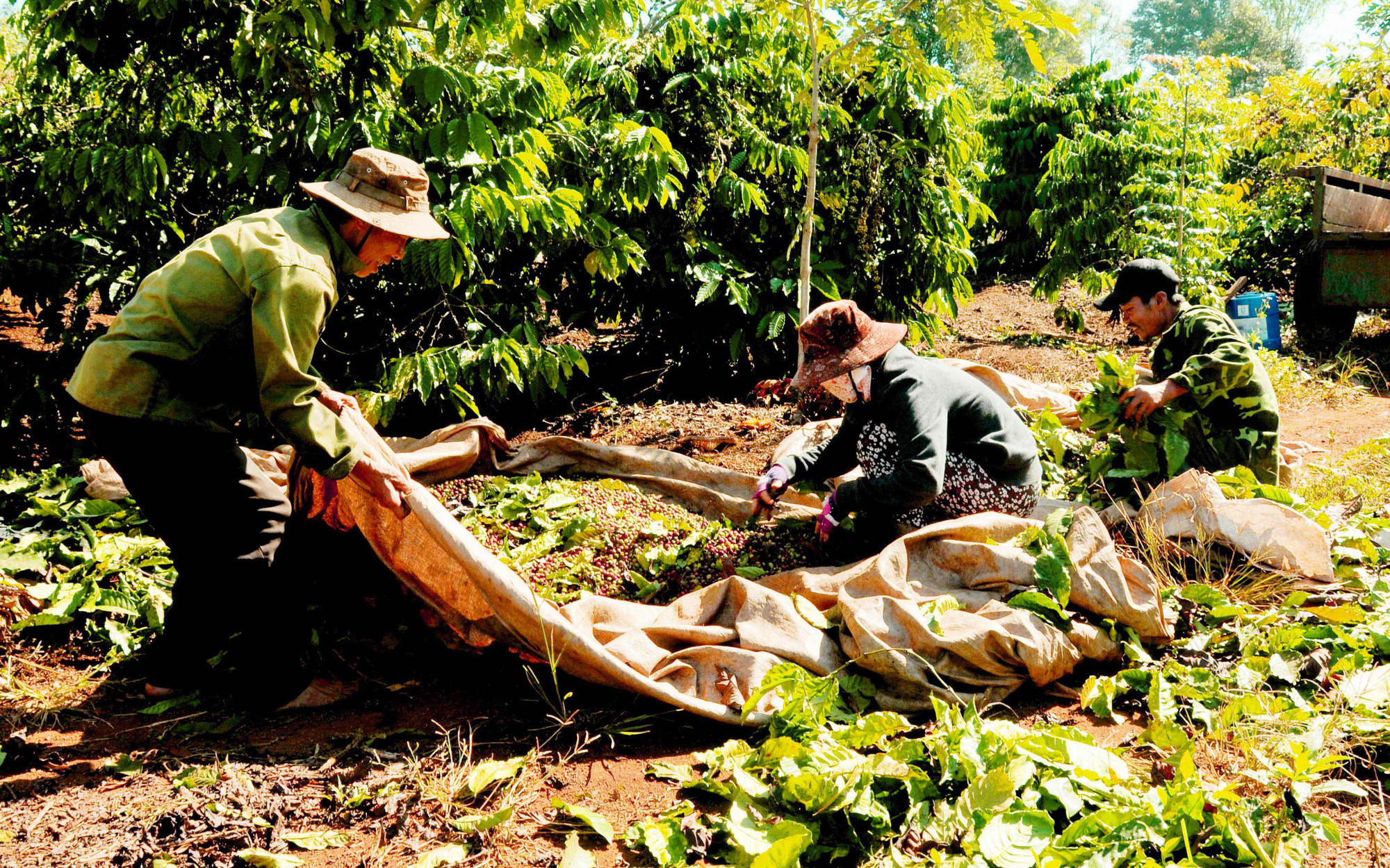 Giá cà phê tăng mạnh, nông dân Tây Nguyên vẫn kêu lỗ &quot;sặc gạch&quot; (Bài 5): Canh tác tốt, lãi 40-50 triệu/ha