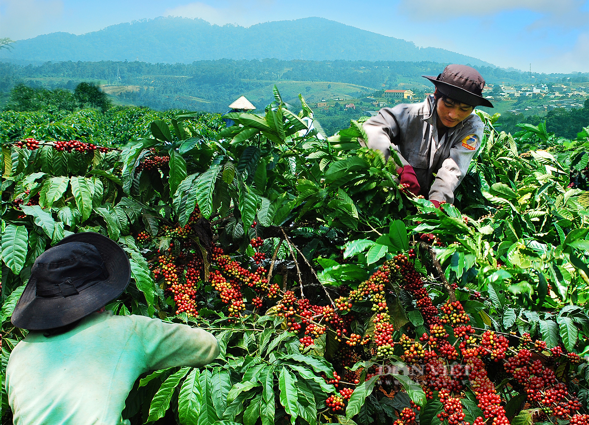 Giá cà phê tăng, nông dân kêu lỗ: Phân tích từ ngành nông nghiệp - Ảnh 2.