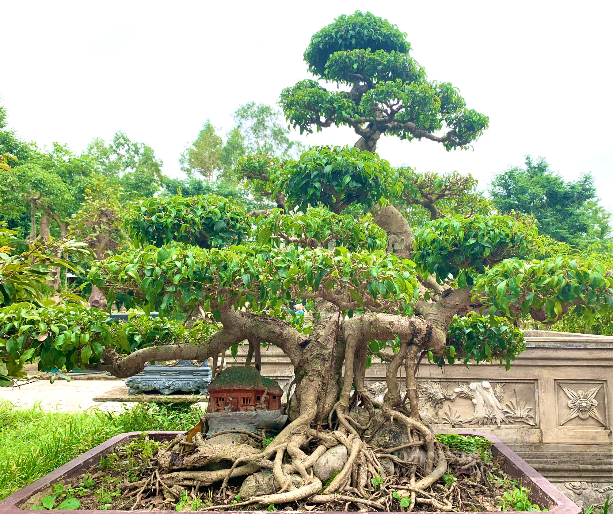 Tạo thế cây cảnh &quot;độc, lạ&quot;, nông dân ở Quảng Bình thu nửa tỷ/năm - Ảnh 3.
