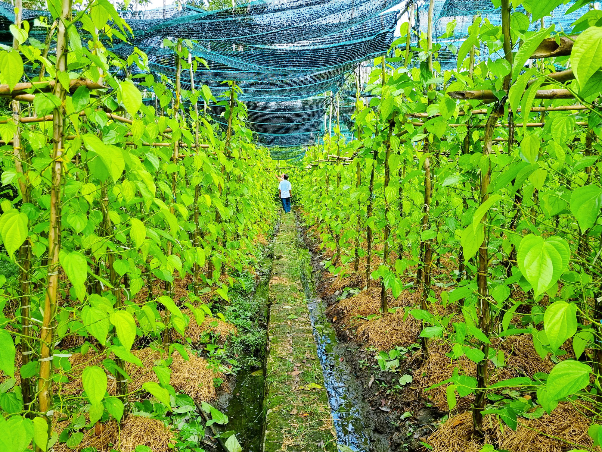 Làng trầu Vị Thủy, tỉnh Hậu Giang: Nơi gìn giữ nét văn hoá truyền thống giữa thời hiện đại - Ảnh 6.