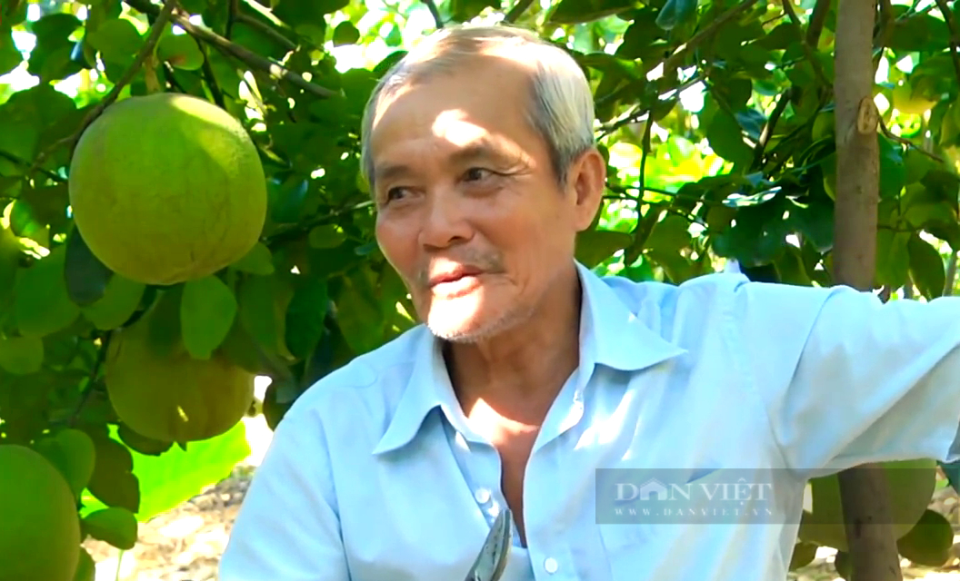 Tiền Giang: Trồng bưởi da xanh kiểu này, ông nông dân chỉ cần 2 công đất cũng thu tiền mỏi tay - Ảnh 4.