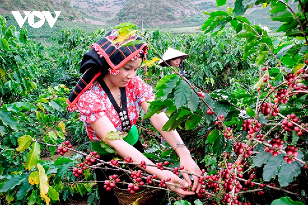 Giá cà phê quả tươi bán 12.000-14.000 đồng/kg, 3 tháng qua tỉnh này xuất khẩu 17.000 tấn cà phê - Ảnh 1.