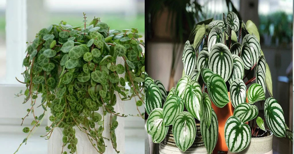 peperomia là cây gì