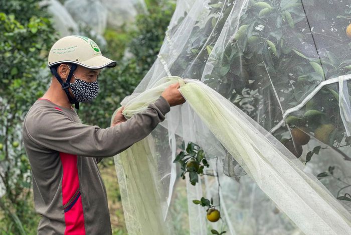 Nông dân Hà Tĩnh bày cách không lạ mà vẫn hay, mắc màn cho từng cây đặc sản, mặc &quot;áo giáp&quot; từng quả đặc sản - Ảnh 3.