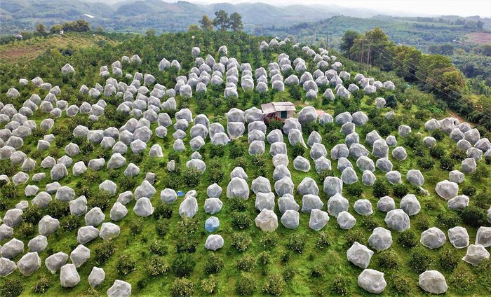 Nông dân Hà Tĩnh bày cách không lạ mà vẫn hay, mắc màn cho từng cây đặc sản, mặc &quot;áo giáp&quot; từng quả đặc sản - Ảnh 1.