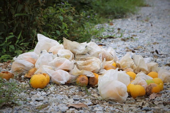 Nông dân Hà Tĩnh bày cách không lạ mà vẫn hay, mắc màn cho từng cây đặc sản, mặc &quot;áo giáp&quot; từng quả đặc sản - Ảnh 8.