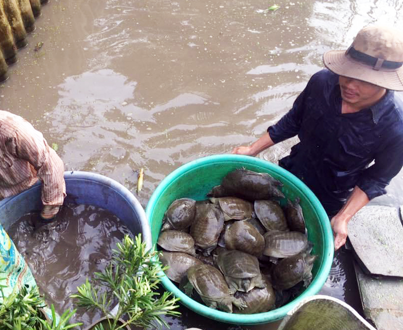 Kỹ thuật nuôi ba ba: Những điều cần lưu ý khi nuôi ba ba vào mùa đông  - Ảnh 2.