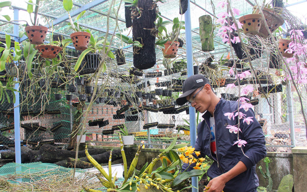 Quảng Nam: Trồng lan rừng, &quot;khi thấy ngàn chậu lan nở bung hoa, tôi mãn nguyện với thành quả của mình&quot;
