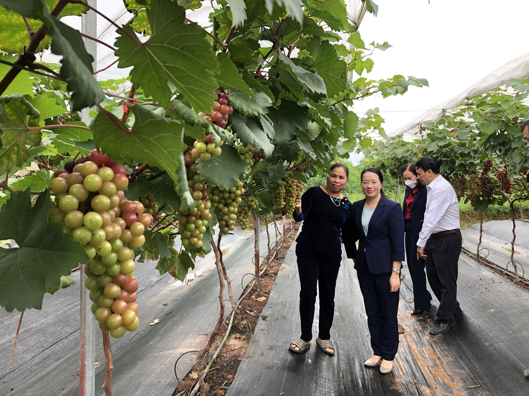 Hà Nội: Nông dân Đan Phượng thi đua làm nông nghiệp công nghệ cao, trong 3 năm có hơn 38.000 hộ sản xuất giỏi - Ảnh 2.