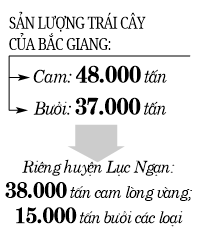 Đưa 85.000 tấn cam, bưởi Bắc Giang lên sàn mua bán - Ảnh 2.