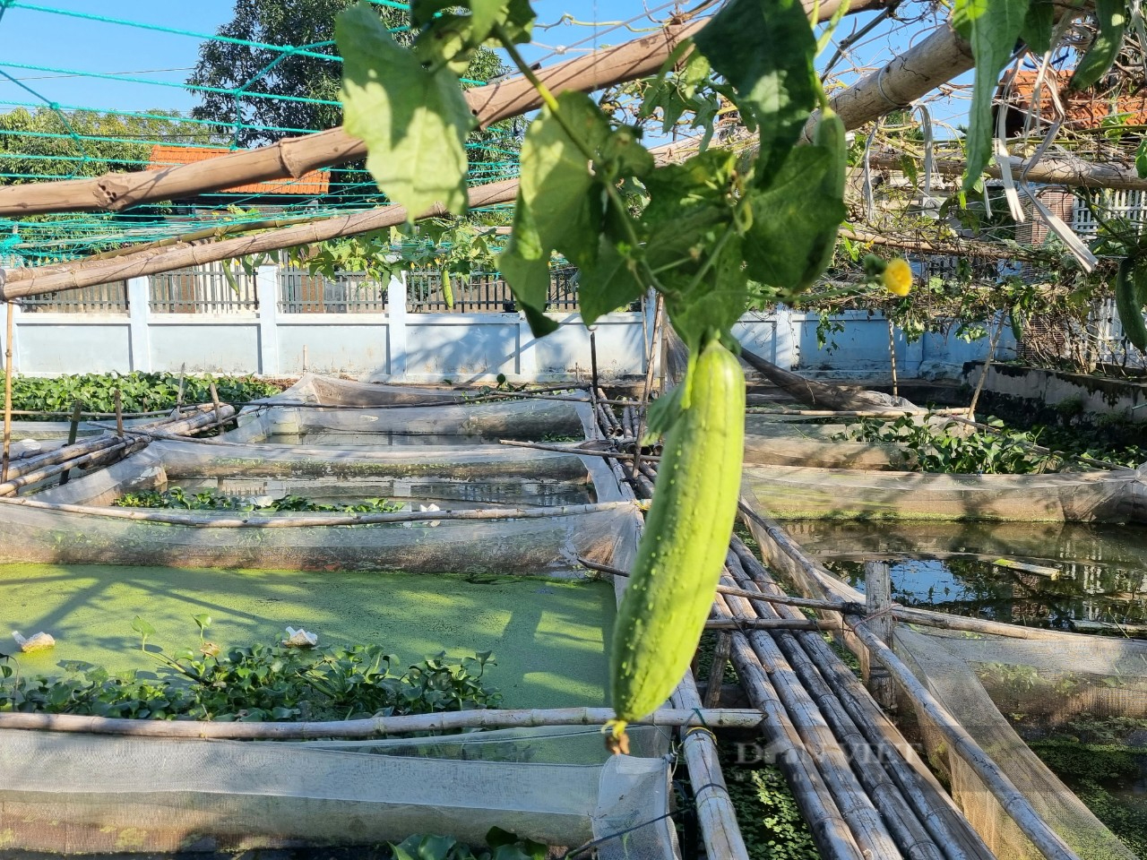 Ninh Bình: Nuôi con ốc nhồi trong tráng cước, bất ngờ thu lời gần 100 triệu/năm - Ảnh 5.