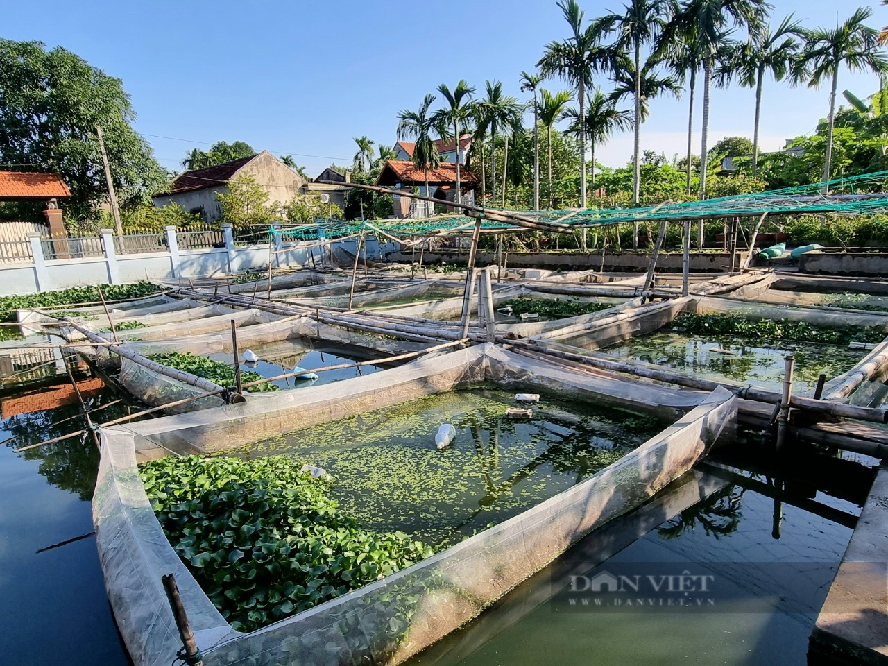 Ninh Bình: Nuôi con ốc nhồi trong tráng cước, bất ngờ thu lời gần 100 triệu/năm - Ảnh 4.