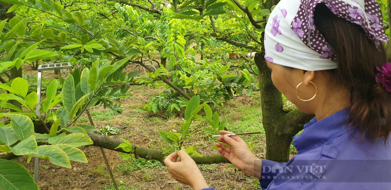 Đông Triều nhẹ nhàng đưa nông sản đi qua mùa dịch - Ảnh 2.