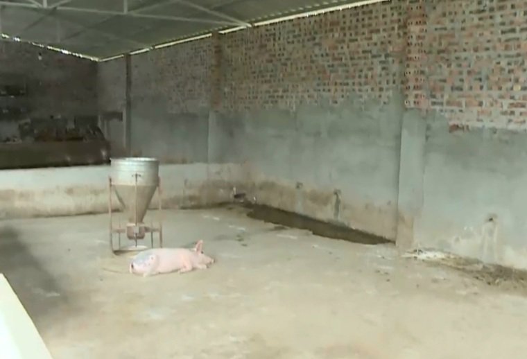 Ninh Bình: Tiêu hủy 4.593 con lợn mắc bệnh, nghi mắc dịch tả lợn châu Phi - Ảnh 2.