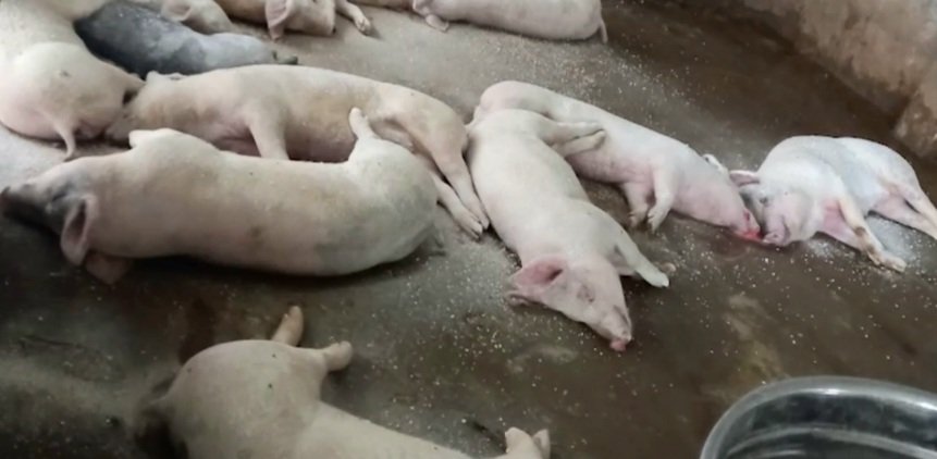 Ninh Bình: Tiêu hủy 4.593 con lợn mắc bệnh, nghi mắc dịch tả lợn châu Phi - Ảnh 1.