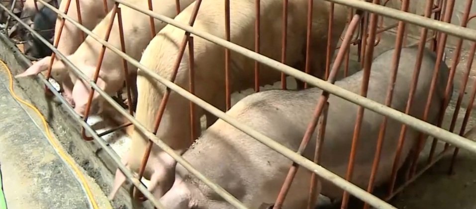 Ninh Bình: Tiêu hủy 4.593 con lợn mắc bệnh, nghi mắc dịch tả lợn châu Phi - Ảnh 3.