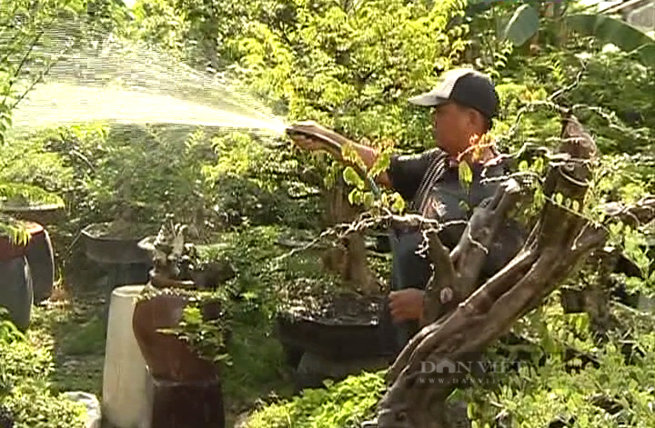 Tiền Giang: “Thu nhỏ” cây ăn trái thành cây kiểng bonsai, anh nông dân bán nửa tỷ đồng - Ảnh 1.