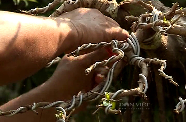 Tiền Giang: “Thu nhỏ” cây ăn trái thành cây kiểng bonsai, anh nông dân bán nửa tỷ đồng - Ảnh 2.