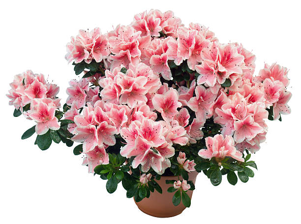 Hình ảnh hoa Đỗ Quyên  Tổng quan về hoa đỗ quyên AZ  350 Việt Nam