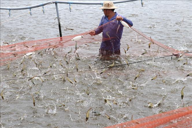 Giá tôm thẻ chân trắng tăng cao - Ảnh 1.